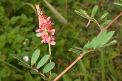 Indigofera hendecaphylla