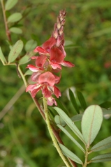 Indigofera hendecaphylla