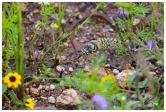 Masticophis flagellum