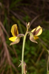 Crotalaria rotundifolia