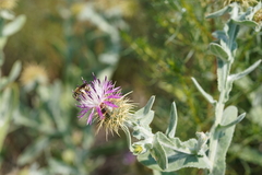 Centaurea seridis maritima