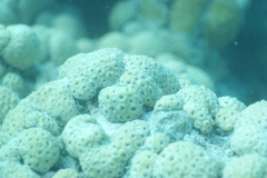 Palythoa tuberculosa