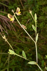 Crotalaria rotundifolia