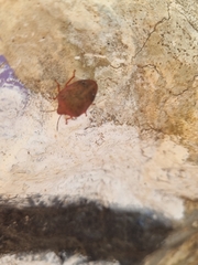 Solenosthedium bilunatum