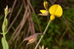 Crotalaria rotundifolia
