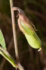Crotalaria rotundifolia