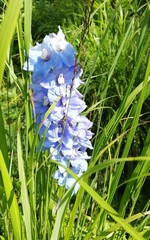 Delphinium elatum