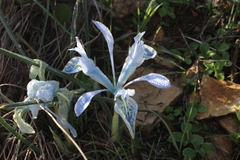 Iris vartanii
