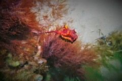Pyura gibbosa