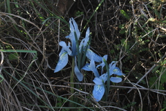 Iris vartanii