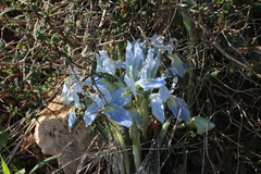 Iris vartanii