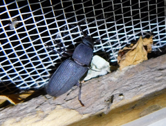 Tenebrio obscurus
