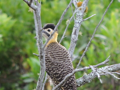 Colaptes campestris