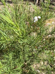 Prostanthera nivea