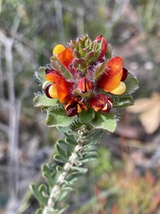 Pultenaea tuberculata