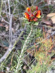 Pultenaea tuberculata