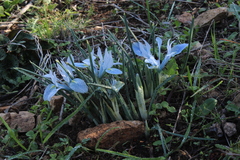 Iris vartanii