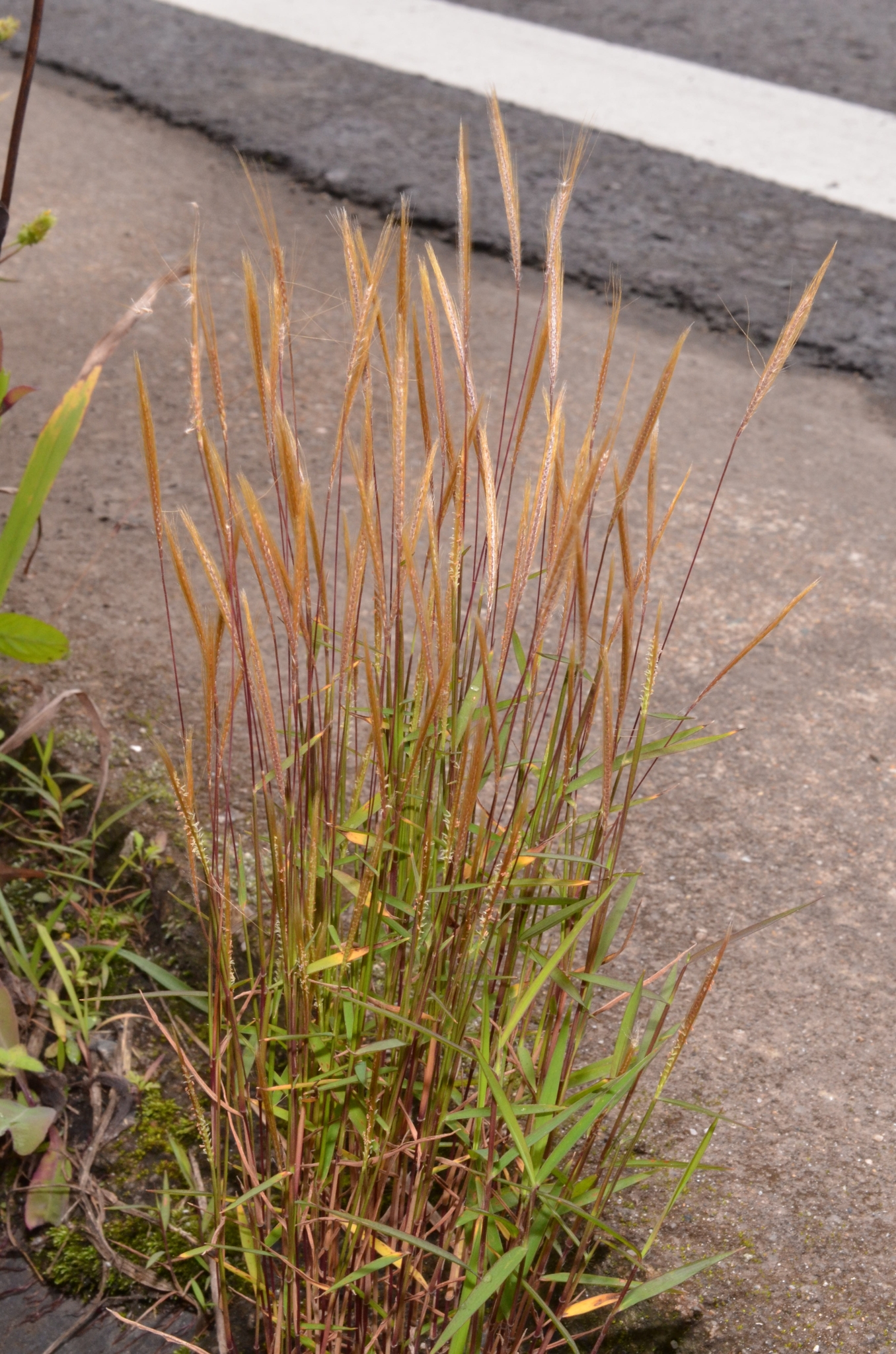 Pogonatherum crinitum (Pogonatherum crinitum)