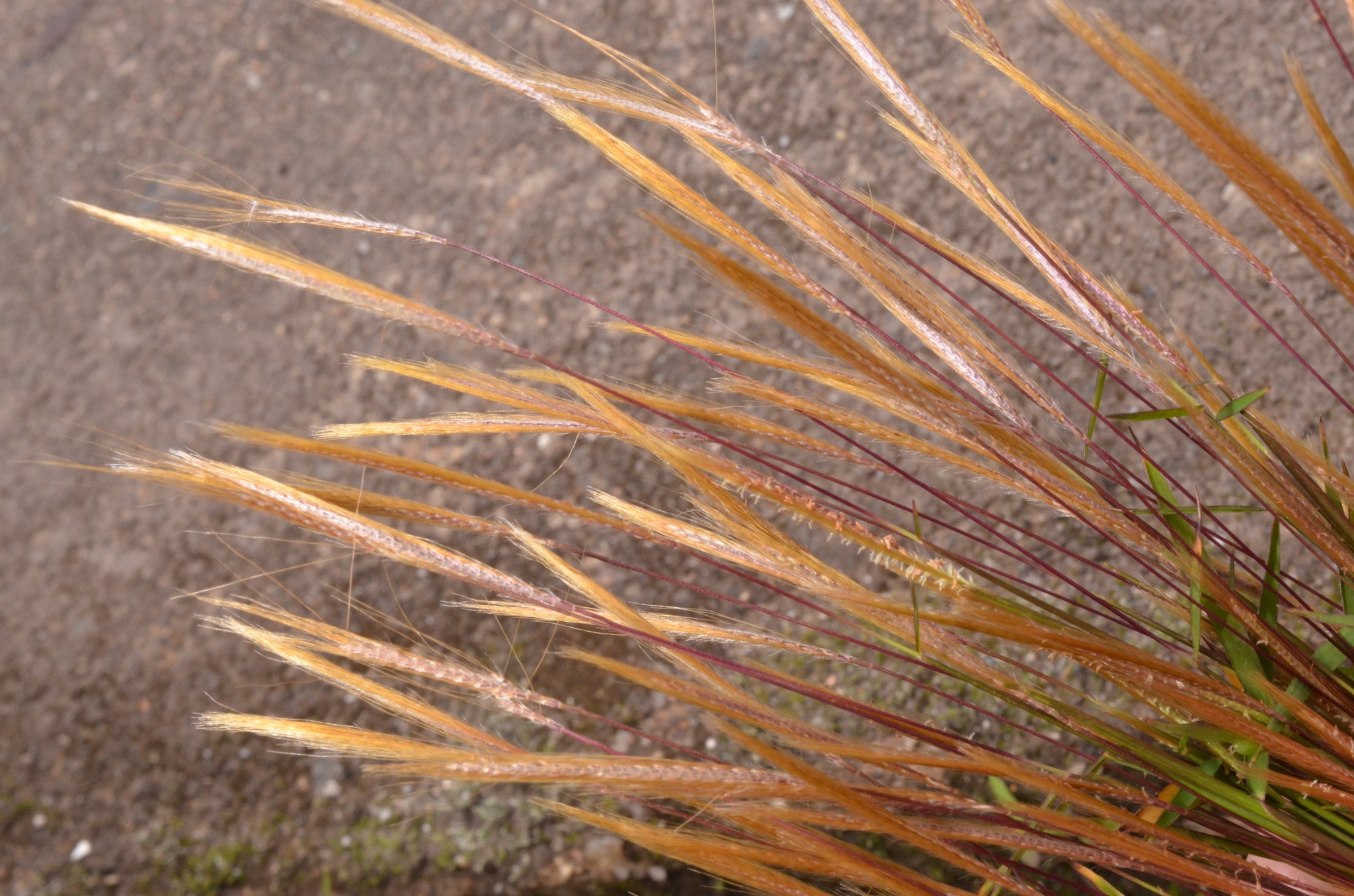 Pogonatherum crinitum — ảnh 2