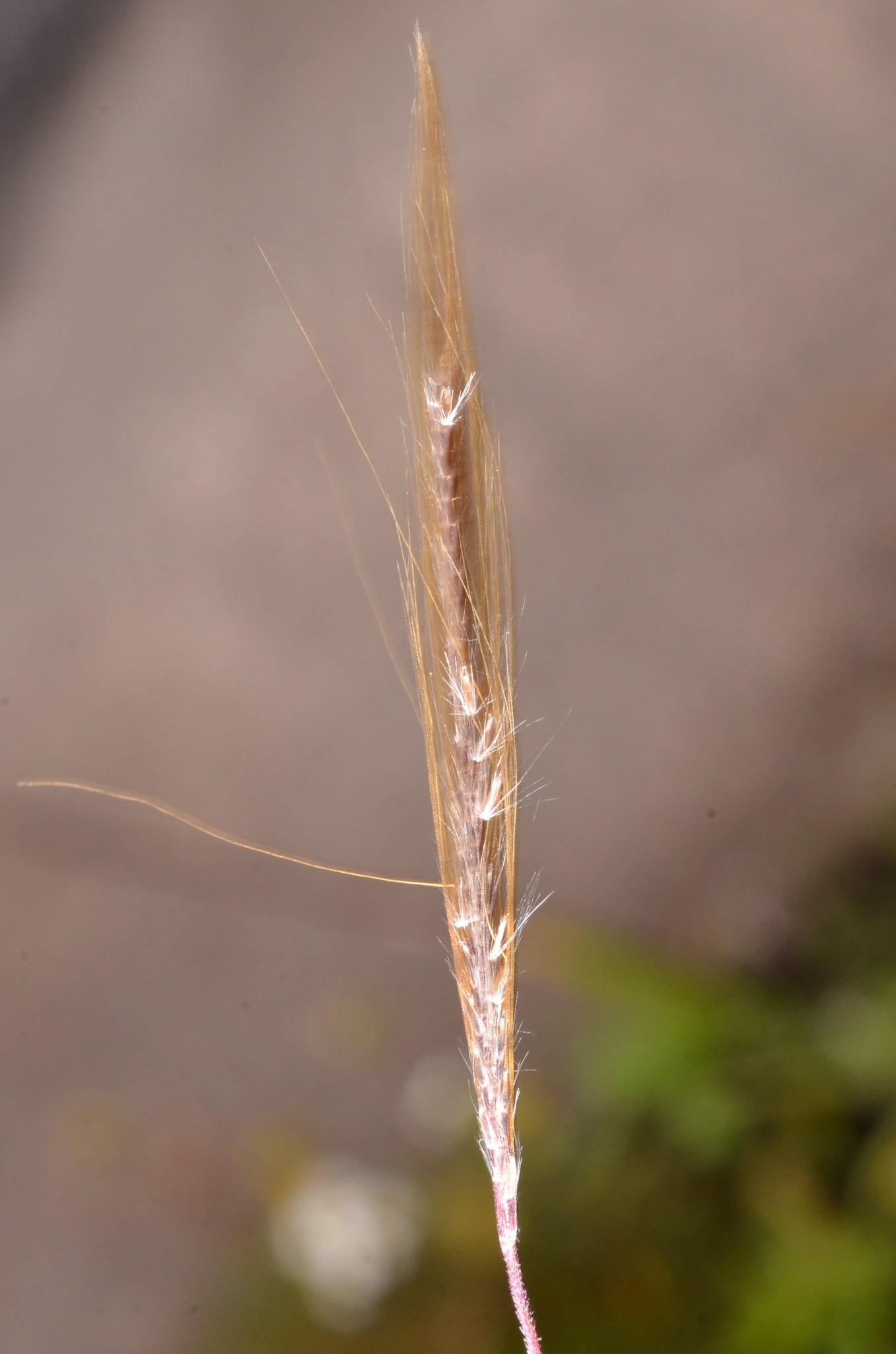 Pogonatherum crinitum — ảnh 3