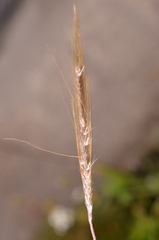 Pogonatherum crinitum