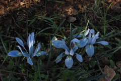 Iris vartanii