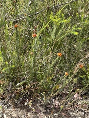 Pultenaea tuberculata