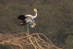 Balearica regulorum