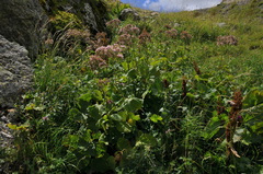 Adenostyles alliariae