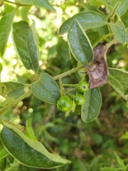 Solanum lanceifolium