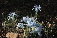 Iris vartanii