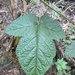 Rubus moluccanus trilobus - Photo (c) Kylie Ryan, algunos derechos reservados (CC BY-NC), subido por Kylie Ryan