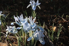 Iris vartanii