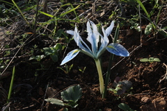 Iris vartanii