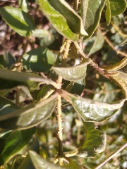 Solanum lanceifolium