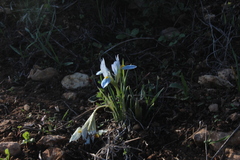 Iris vartanii