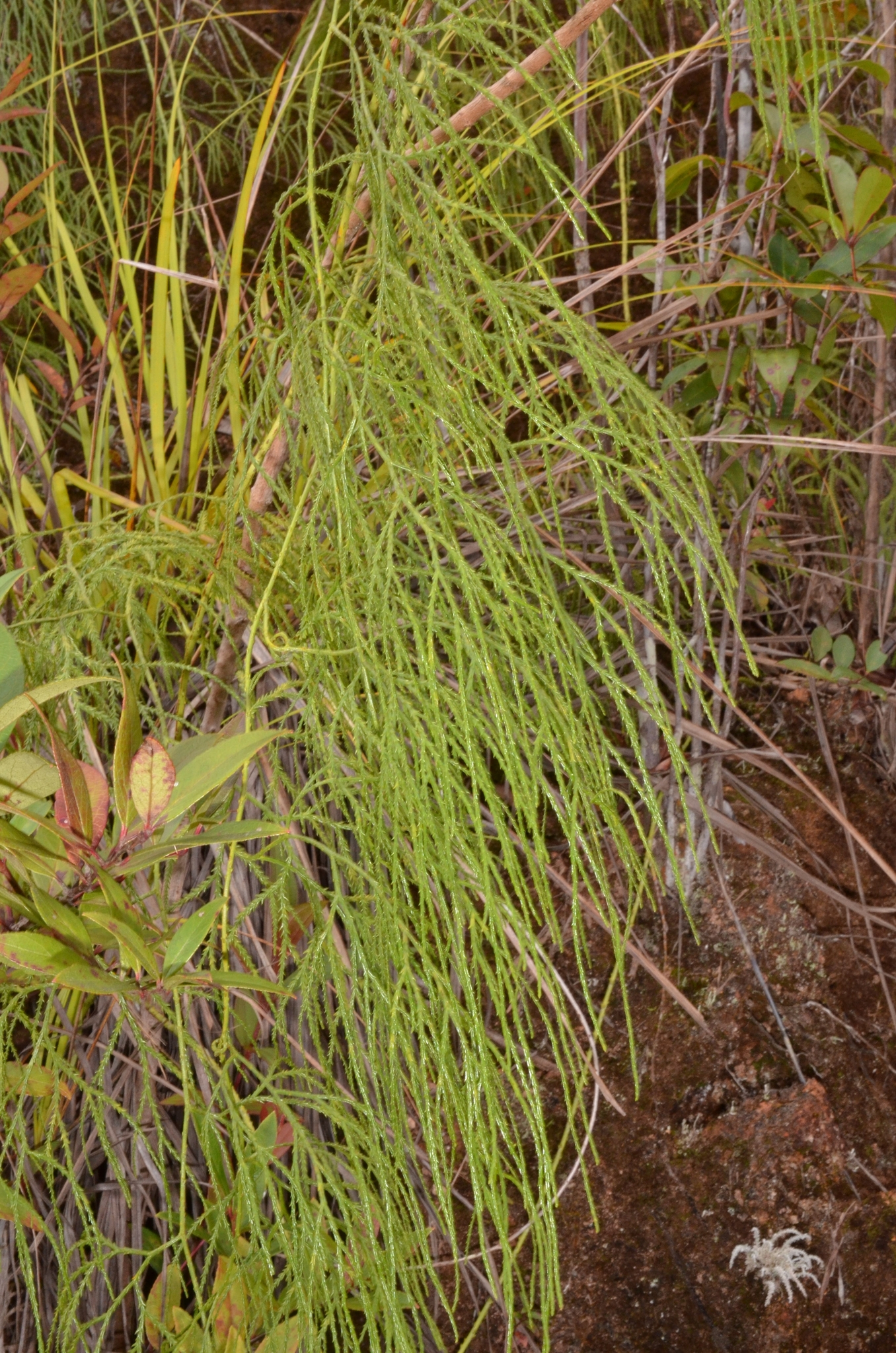 Lycopodiastrum casuarinoides — ảnh 2
