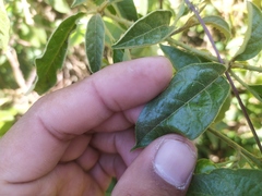 Solanum lanceifolium