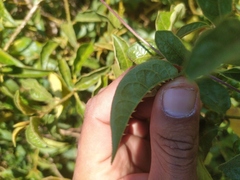 Solanum lanceifolium