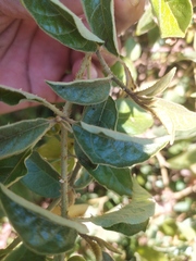 Solanum lanceifolium