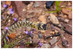 Masticophis flagellum