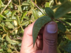 Solanum lanceifolium