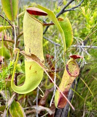 Nepenthes mirabilis