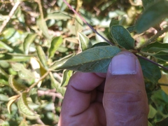 Solanum lanceifolium