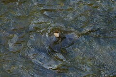 Cinclus cinclus aquaticus