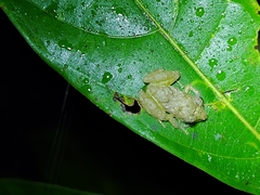 Pristimantis diadematus