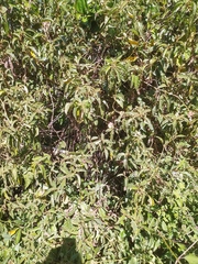 Solanum lanceifolium