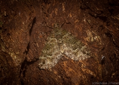 Crasilogia gressitti