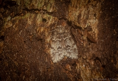 Scaphidriotis xylogramma