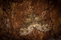 Crasilogia gressitti